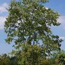 Image result for Celtis sinensis