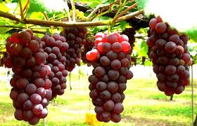 Hasil gambar untuk batang anggur