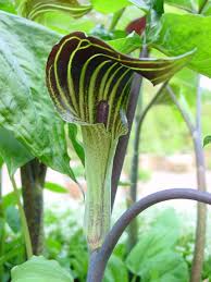 Image result for Arisaema