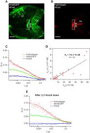Below you will find a video tutorial as well as some written tips that will. Wnt3 Distribution In The Zebrafish Brain Is Determined By Expression Diffusion And Multiple Molecular Interactions Elife