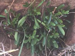 Image result for Burnatia enneandra