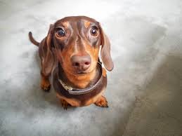 Share the best gifs now >>>. Cutest Dachshund Photos Popsugar Pets