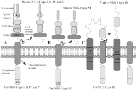 We did not find results for: Neuregulin 1 A Microvascular Endothelial Derived Protein Protects Against Myocardial Ischemia Reperfusion Injury Review