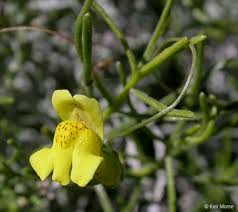 Image result for Plantaginaceae
