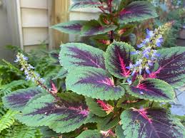 Image result for Coleus hereroensis