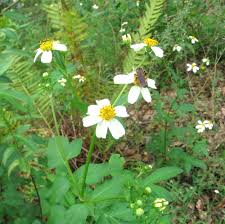 Image result for Bidens steppia