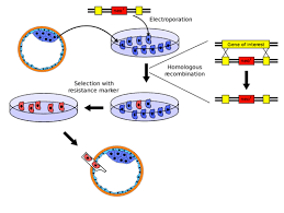 The genetically modified organisms or gmos are the animals and plants that are genetically the techniques used to carry out genetic modification are known as genetic engineering techniques. 8 8 Transgenic Organisms Biology Libretexts