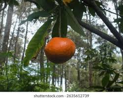 Image result for Voacanga