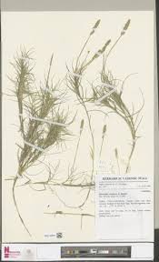 Image result for Sporobolus welwitschii