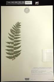 Image result for Hypolepis sparsisora