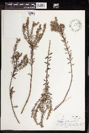 Image result for Clutia hirsuta