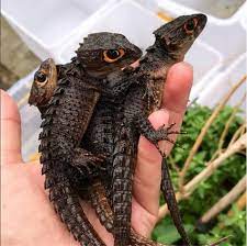 39 Crocodile Skink Ideas Crocodile Skink Red Eyed Crocodile Skink Crocodile