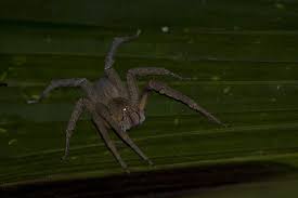 A aranha armadeira ganhou este nome porque, quando incomodada, ergue as patas dianteiras para se defender, o que ocorre. Aranha Armadeira Caracteristicas Veneno E Curiosidades Toda Materia