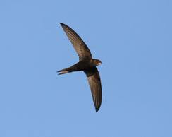 Der ziegenmelker (caprimulgus europaeus) ist ein vogel den man selten zusehen bekommt. Mauersegler Gebaudebruter Roth Schwabach Lbv Des Webseite