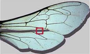 Imkerei Merkens Die Anatomie Der Bienen Thorax