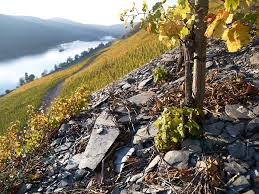 Over 15 acres of s.a. German Rieslings From The Mosel Sa Prum Willi Haag And Dr H Thanisch I Winereview Articles