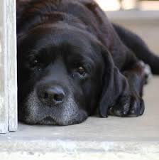 We did not find results for: Ne Ohio Labrador Retriever Rescue Home Facebook