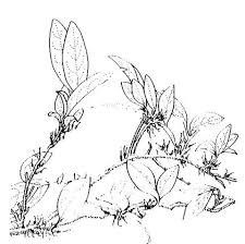 Image result for Olax obtusifolia