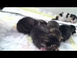 Newborn kitten kittens two three one four day old cat kitty cats one day old two days. Newborn Kittens Cry When Mom Is Away Youtube