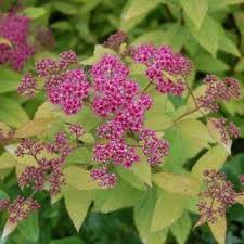 Image result for Spiraea thunbergii