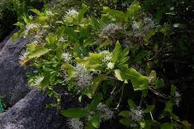 Image result for Pavetta sp. F