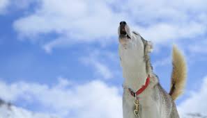Why Do Dogs Howl Puppy Leaks