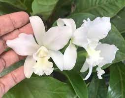 C White Bridal Yuki Cattleya Orchid Amazing Flowers Cattleya