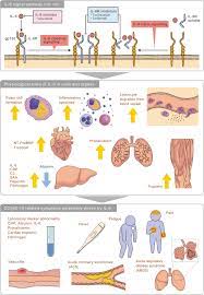 Tocilizumab (actemra) is a biologic reference guide with prescribing information, dosage, medication administration, and possible side effects. Outlook Of Il 6 Signaling Blockade For Covid 19 Pneumonia Inflammation And Regeneration Full Text