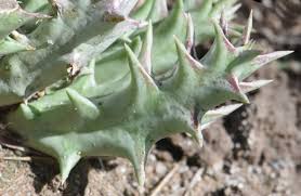 Image result for Orbea maculata