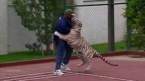 Mike tyson revealed his regret over owning three big tigers as pets admitting it was foolish as the two discussed the new netflix documentary 'tiger king', tyson said on instagram live: Whatever Happened To Mike Tyson S Pet Tigers