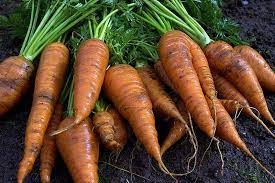 Carrot drum washer, trommel wasser, trommel wascher, how carrots are washed, how to wash carrotsfor washing products such as:carrots, potatoes, red beets, sw. How To Harvest And Save Carrot Seeds Gardener S Path