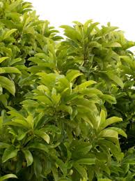 Image result for Dillenia indica