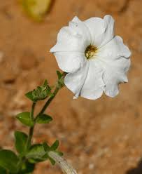 Image result for Petunia axillaris