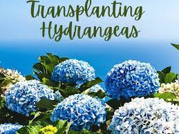 Maybe you would like to learn more about one of these? When Why And How To Transplant Hydrangeas Dengarden