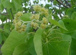 Image result for Gyrocarpus