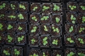 We did not find results for: Support Local The Best Online Plant Stores In Canada