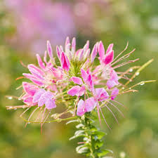 Image result for Cleome angustifolia