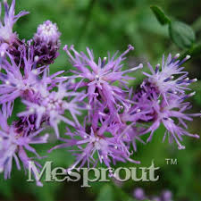 Maybe you would like to learn more about one of these? 2021 Sale Garden Flower Seeds Saussurea Japonicaflowering Tree Seeds Edible Flowers Sweet Fragrant Seed Planting For Home From Beautifuldresschina 5 03 Dhgate Com