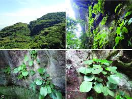 Image result for Cincinnobotrys