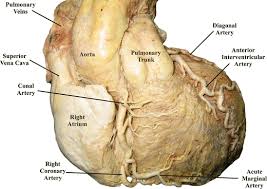 There are multiple smaller coronary arteries that branch off from the left and right coronary artery and even the circumflex artery. The Clinical Anatomy Of The Coronary Arteries Springerlink