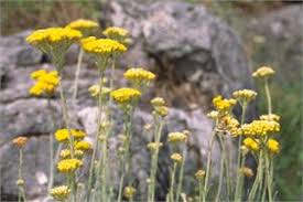 Image result for Helichrysum helvolum