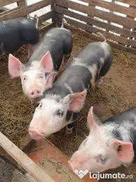 Alege și cumpără terenul dorit, în funcție suprafață, poziționare și preț. Lichidez Ferma De Porci Adroi Zoo