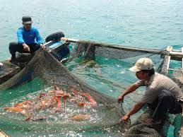 Biaya 60 70 Pakan Menjadi Faktor Yang Menentukan Untung Tidaknya Dalam Bisnis Ternak Solusi Terbaik Dan Termurah Pakan Saat Ini Adalah Maggot Bsf Bla Latihan