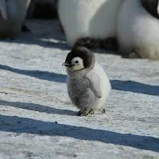 Animals World On Instagram I M In Love With The Shape Of You Photo By Sergey Kichko Anima Sevimli Hayvan Yavrulari Komik Hayvan Hayvan Bebekler