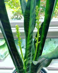 Snake plant care guide to ensure that your snake plant benefits from healthy conditions, so you common name: Sansevieria Flowers 1 Secret To Get Snake Plants To Bloom