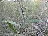 Image result for Hippocratea longipetiolata