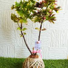 Image result for Coleus shirensis