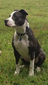 American Staffordshire Bull Terrier Black And White American Staffordshire Terrier Wikipedia The Free Encyclopedia Pitbull Terrier American Pitbull Terrier Pitbull Puppies