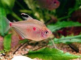 The bleeding heart tetra, hyphessobrycon erythrostigma, is a freshwater tropical fish native to the upper amazon river basin. Aquaria Bleeding Heart Tetra Wikiversity