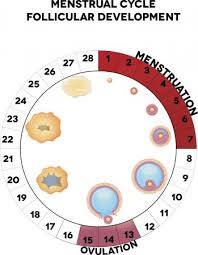 7 Natural Family Planning Methods And A Printable Chart